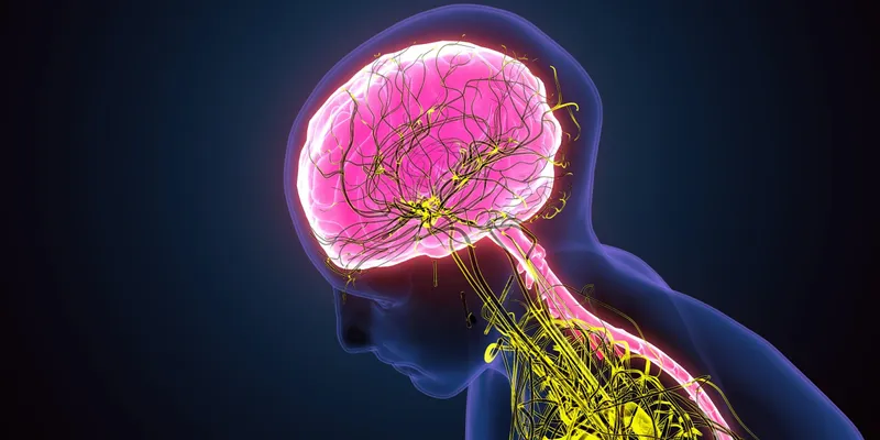 Sistema nervioso humano - Neuromodulación NESA® para bruxismo y dolor crónico